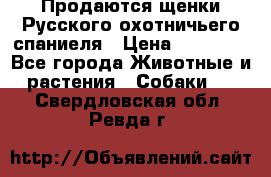 Продаются щенки Русского охотничьего спаниеля › Цена ­ 25 000 - Все города Животные и растения » Собаки   . Свердловская обл.,Ревда г.